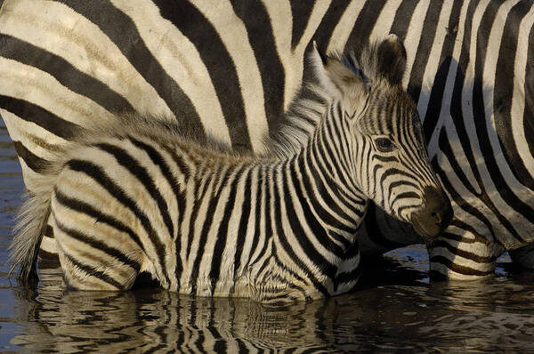 Mp Art Print featuring the photograph Burchells Zebra Equus Burchellii Foal #1 by Pete Oxford