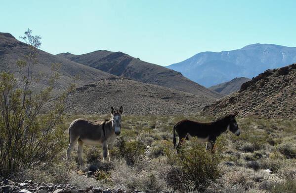 Burro Art Print featuring the photograph One Grey One Brown Burro by Carl Moore