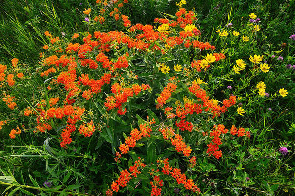 Butterfly Weed Art Print featuring the photograph Butterfly Weed - Oxeye #1 by Ray Mathis