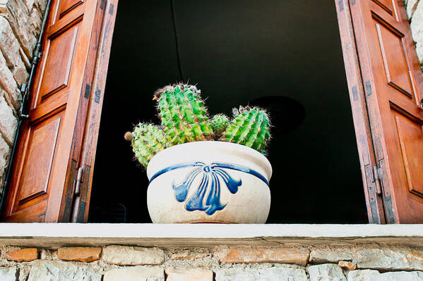 Background Art Print featuring the photograph Cactus #1 by Tom Gowanlock