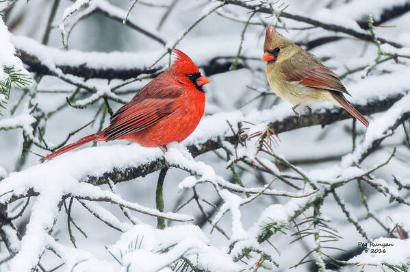 Cardinals In The Snow Art Print featuring the photograph Cardinal Couple #1 by Peg Runyan