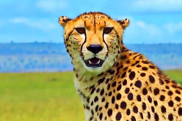 Cheetah Art Print featuring the photograph Cheetah #1 by Gini Moore