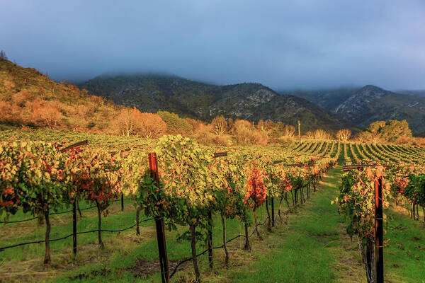 Vines Art Print featuring the photograph Colibri Morning #2 by Kent Nancollas