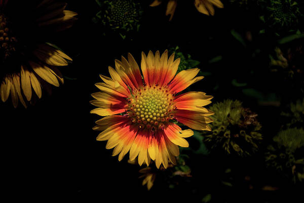 Jay Stockhaus Art Print featuring the photograph Coneflower #1 by Jay Stockhaus