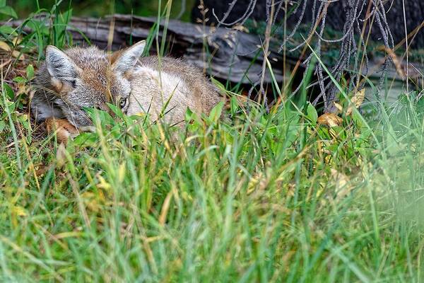 Wild Life Coyote Art Print featuring the photograph Coyote #1 by Edward Kovalsky