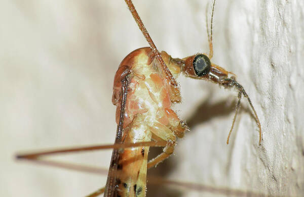 Photograph Art Print featuring the photograph Crane Fly #1 by Larah McElroy