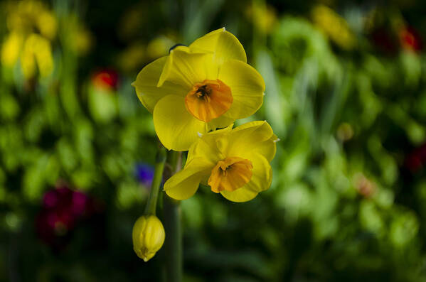  Art Print featuring the photograph Daffodils #1 by Dan Hefle