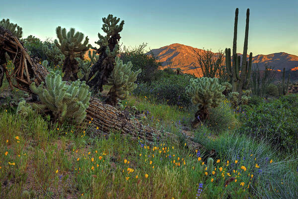 Spring Art Print featuring the photograph Desert Dusk #1 by Sue Cullumber