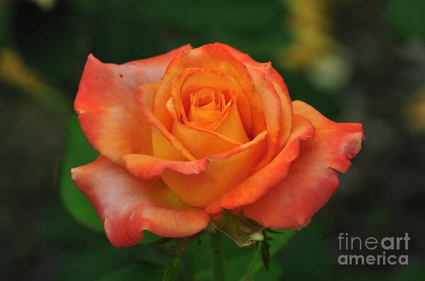A Single Orange Rose Says: i Am Proud Of You Art Print featuring the photograph Desire #1 by Nona Kumah