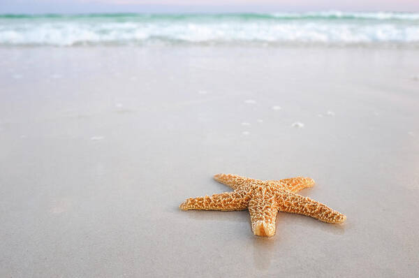 Destin Art Print featuring the photograph Destin Florida Miramar Beach Starfish #1 by Robert Bellomy