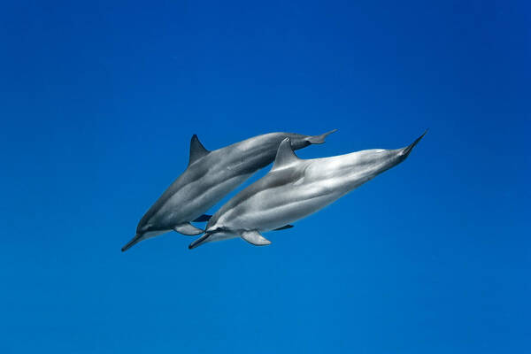  Serenity Art Print featuring the photograph Dolphin Pair #1 by Sean Davey