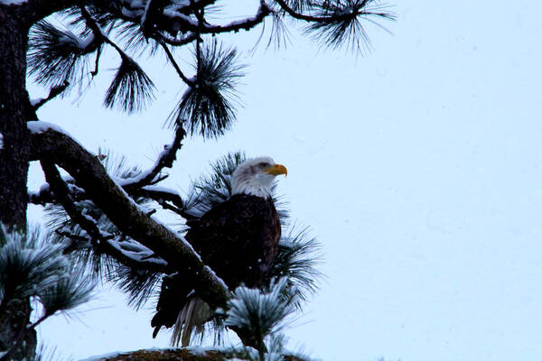 Eagle Art Print featuring the photograph Eagle in a frosted tree #1 by Jeff Swan