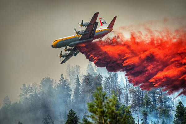 Forest Fire Art Print featuring the photograph Electra at Sitkum Creek #1 by Mike Handley