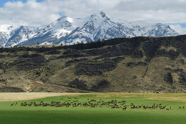 North America Art Print featuring the photograph Elk Herd #1 by Christian Heeb