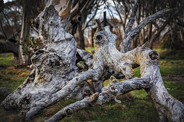 Dead Tree Art Print featuring the photograph Fallen from Grace #1 by Mark Lucey