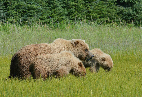 Grizzly Bears Art Print featuring the photograph Family Time #1 by Fraida Gutovich