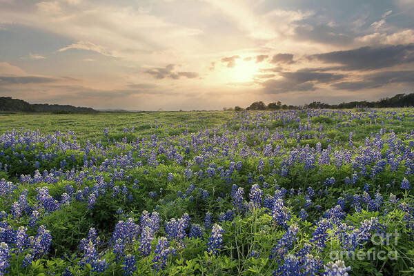 Texas Art Print featuring the photograph Field of Blue #1 by Cathy Alba