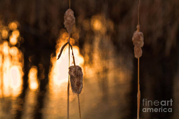 Cattail Print Art Print featuring the photograph Fire on the Water #1 by Jim Garrison