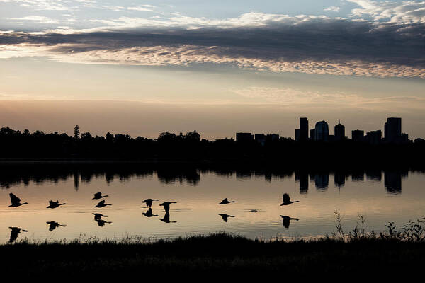 Geese Art Print featuring the photograph First Flight at Sunrise by Kevin Schwalbe