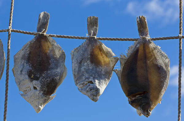 Plaice Art Print featuring the photograph Fish #1 by Elmer Jensen