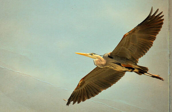 Great Blue Heron Art Print featuring the photograph Flight Of Fancy #1 by Fraida Gutovich