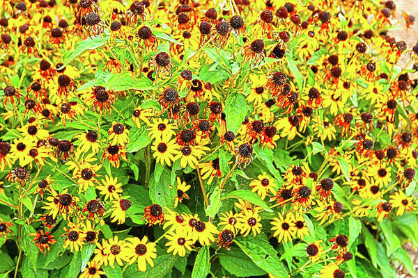 Flowers Art Print featuring the photograph Flowers #1 by David Stasiak