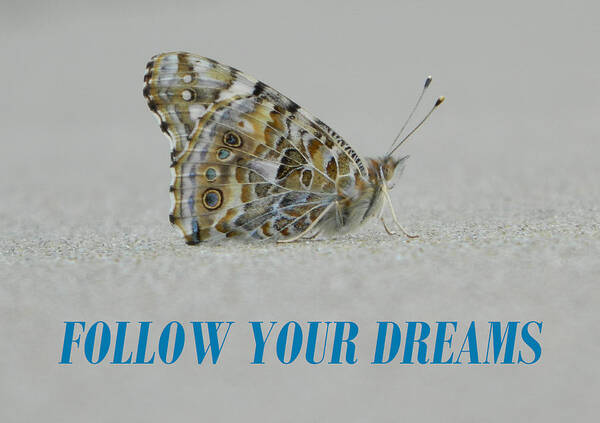 Moth Art Print featuring the photograph Follow Your Dreams #1 by Gallery Of Hope 