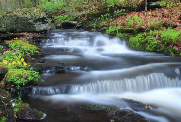 Waterfall Art Print featuring the photograph Forest Stream and Marsh Marigolds #1 by John Burk