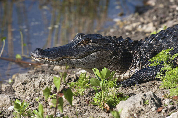 American Alligator Art Print featuring the photograph Gator Smile #1 by Sally Weigand