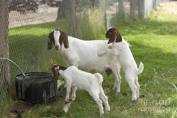 Boer Goat Art Print featuring the photograph Goat With Kids #1 by Inga Spence