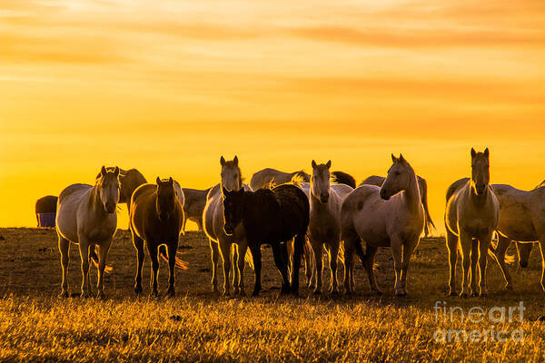 Sunset Art Print featuring the photograph Golden Sky #1 by Jim McCain