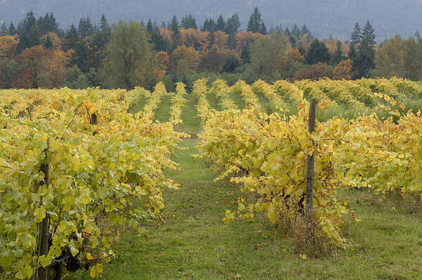 Horizontal Art Print featuring the photograph Grape Vines #1 by Kevin Oke