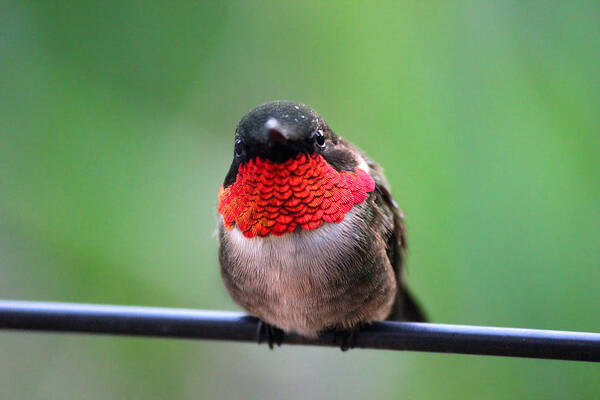 Hummingbird Art Print featuring the photograph He Entices Her With Rubies #1 by Brook Burling