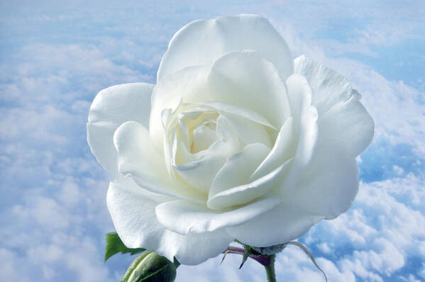 Rose Art Print featuring the photograph Heavenly White Rose. by Terence Davis