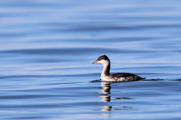Horned Grebe Art Print featuring the photograph Horned Grebe Kings Park New York #1 by Bob Savage