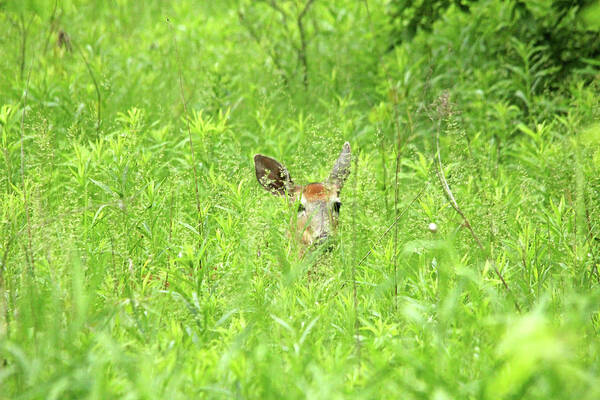 Deer Art Print featuring the photograph I See You #1 by Debbie Oppermann