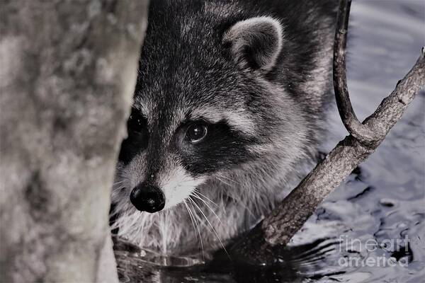 Raccoon Art Print featuring the photograph I See You #1 by Julie Adair