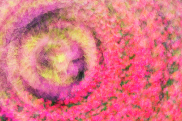 Summer Art Print featuring the photograph Impression Series - Floral Galaxies #1 by Ranjay Mitra