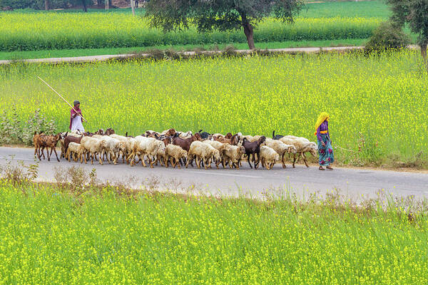 Animals Art Print featuring the photograph Indian villagers herding sheep. #1 by Nila Newsom