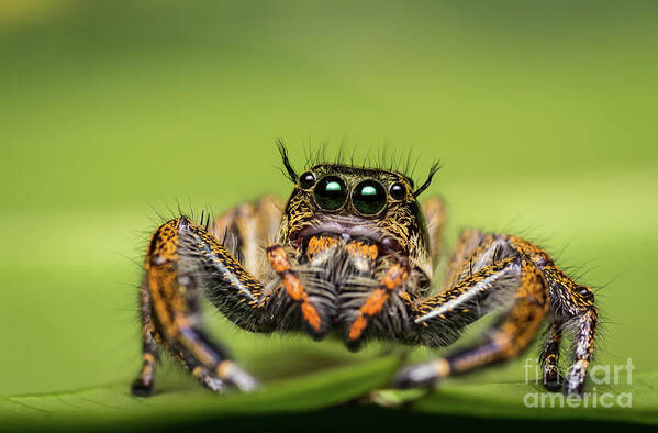 Attractive Art Print featuring the photograph Jumping Spider on green leaf. #1 by Tosporn Preede