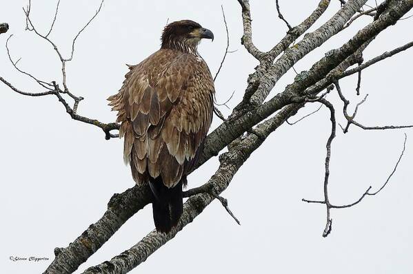 Bird Art Print featuring the photograph Juvenile Eagle #1 by Steven Clipperton