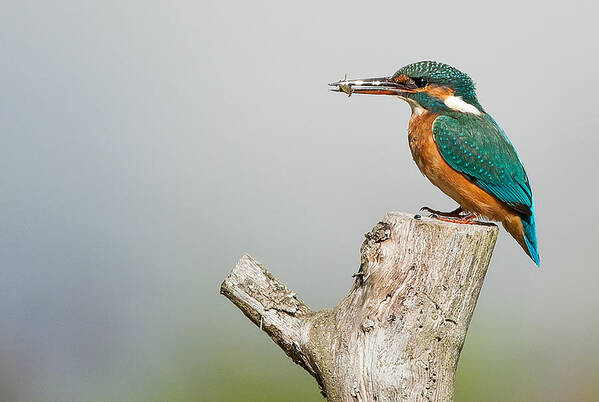 Kingfisher Art Print featuring the photograph Kingfisher #1 by Paul Neville