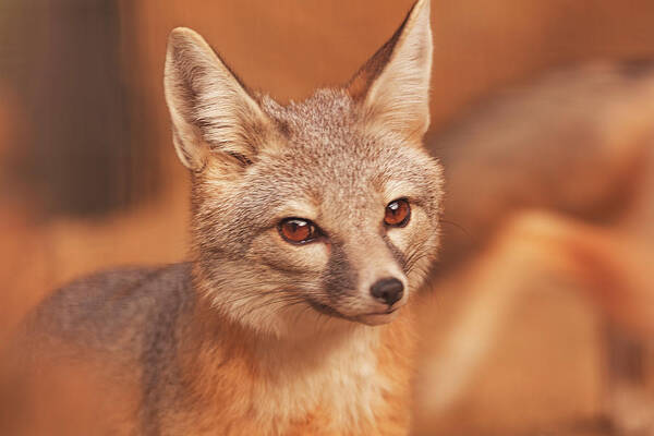 Animals Art Print featuring the photograph Kit Fox #1 by Brian Cross