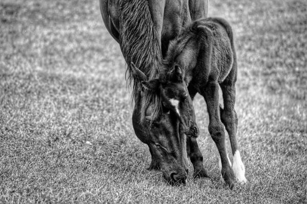 Horse Art Print featuring the photograph Lean on Me #1 by Joseph Caban