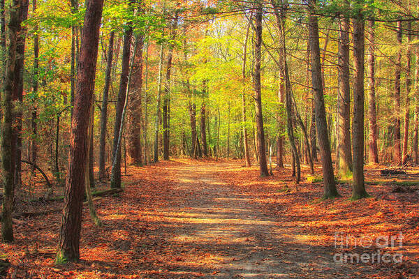 Let's Take A Walk Art Print featuring the photograph Let's Take A Walk #2 by Geraldine DeBoer