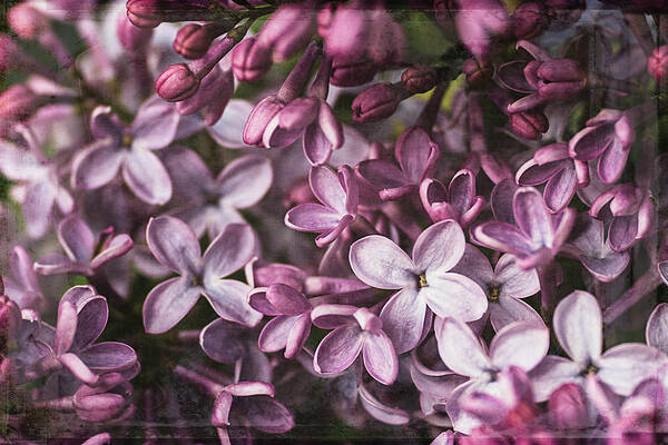 Lilac Art Print featuring the photograph Lilacs #1 by Cindi Ressler
