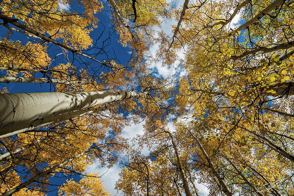 Tree Art Print featuring the photograph Looking up #2 by Jeff Niederstadt