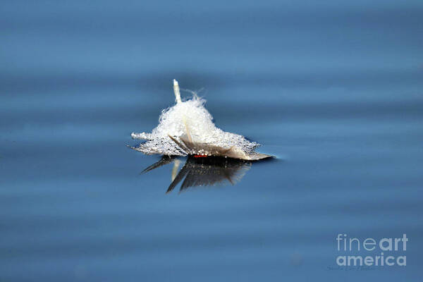 Minimalism Art Print featuring the photograph Loon Feather by Sandra Huston