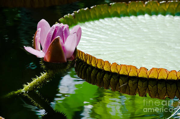 Lotus Art Print featuring the painting Lotus Flower #1 by Yurix Sardinelly