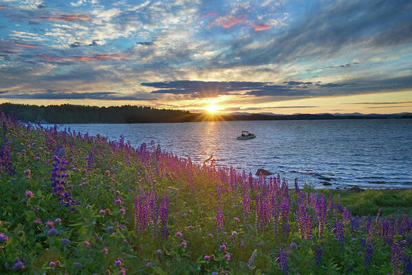 #naples#maine#long#lake#lupines Art Print featuring the photograph Lupine Sunset on Long Lake #1 by Darylann Leonard Photography